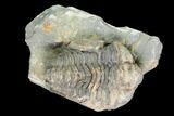Fossil Calymene Trilobite Nodule - Morocco #100018-2